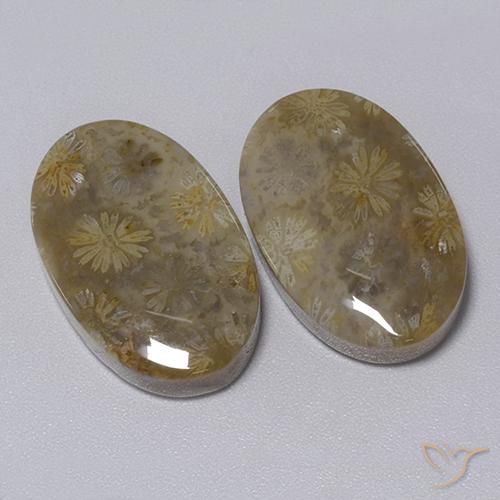 Par de Coral Fósil Ovalada a juego de 21,6 x 14,1mm - Peso 34,3 ct en total / promedio. 17,15 ct cada uno, color Multicolor en claridad Opaco, piedra preciosa natural No tratado, dureza de Mohs 6.5 - 7 Adecuado para joyas de uso diario, Photo A