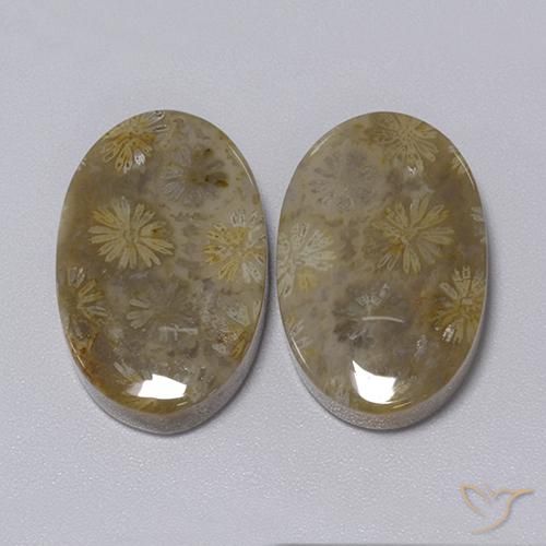 34.30 ctw Multicolor Fossil Coral Stones, Natural Fossil Coral in Oval Cabochon Shape for Sale