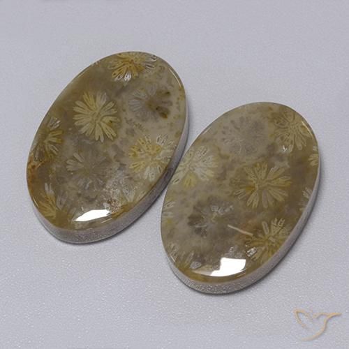 Fossil Coral Gemstones in 21.6 x 14.1 mm Size for Sale, Fossil Coral Stones in Multicolor Color