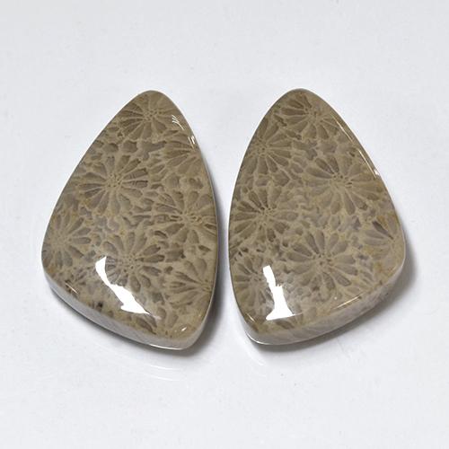 Multicolor Fossil Coral Gem - 12.4ct Trillion Cabochon (ID: 454953)