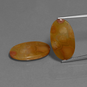 13.57 ct Multicolor Fossil Coral Gemstone, Fossil Coral Gem in Oval Cabochon Shape for Sale.