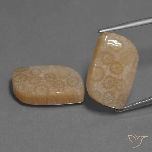 34.06 ct Fancy Fossil Coral, 21.3 x 13.3 mm From Indonesia, Photo A