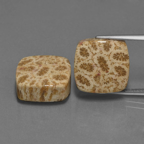 23.79 ct Multicolor Fossil Coral Gemstone, Fossil Coral Gem in Cushion Cabochon Shape for Sale.