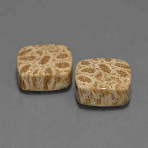 23.79 ct Multicolor Fossil Coral Stone, Natural Fossil Coral in Cushion Cabochon Shape for Sale