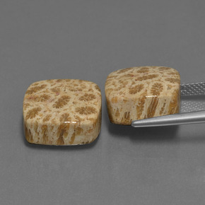 Fossil Coral Gemstone in 13.7 x 13.3 mm Size for Sale, Fossil Coral Stone in Multicolor Color