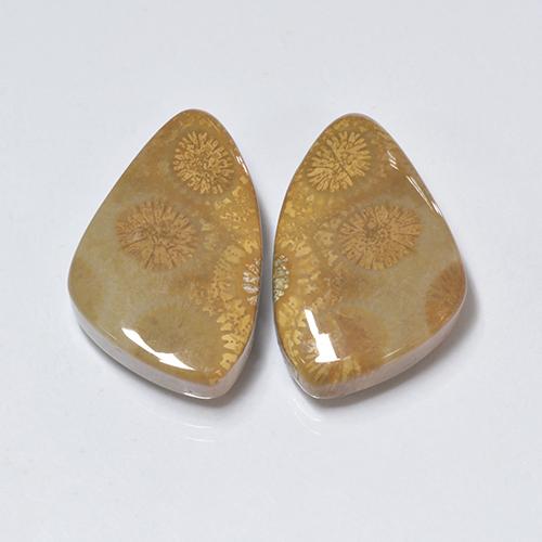 Multicolor Coral Fósil Gema - 10.1ct Trillón Cabujón (ID: 455048)