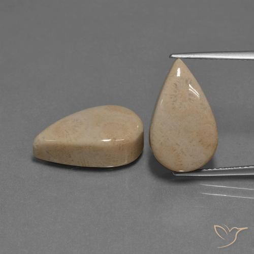 17.01ctw Natural Multicolor Fossil Coral, Pear Shape, Opaque