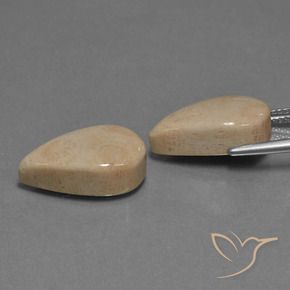 Fossil Coral Gemstones in 17.4 x 10.4 mm Size for Sale, Fossil Coral Stones in Multicolor Color