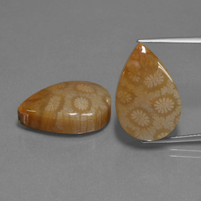 26.74 ct Multicolor Fossil Coral Gemstone, Fossil Coral Gem in Pear Cabochon Shape for Sale.