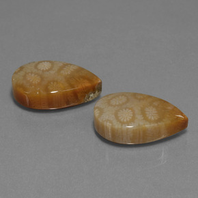 26.74 ct Multicolor Fossil Coral Stone, Natural Fossil Coral in Pear Cabochon Shape for Sale