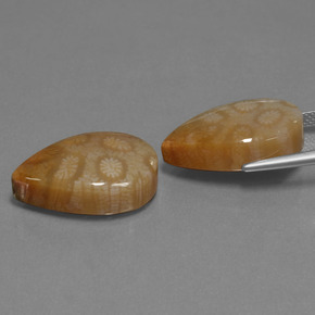 Fossil Coral Gemstone in 20.3 x 13.5 mm Size for Sale, Fossil Coral Stone in Multicolor Color