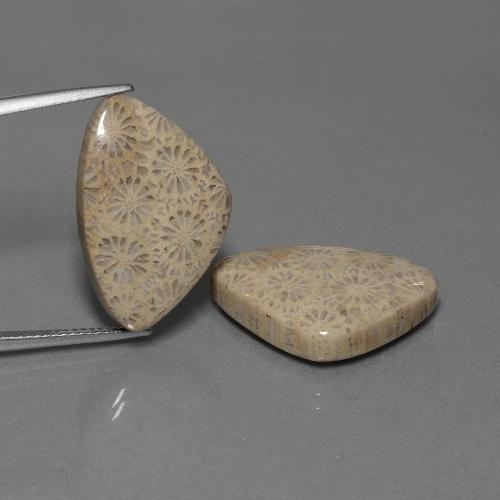 Multicolor Fossil Coral Gem - 14.6ct Trillion Cabochon (ID: 455127)