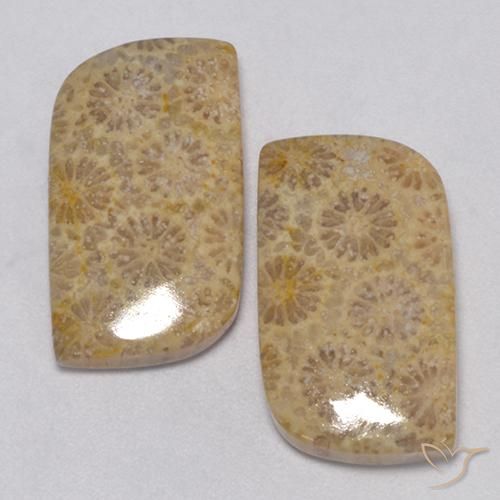 23.77ctw Natural Multicolor Fossil Coral, Fancy, Opaque