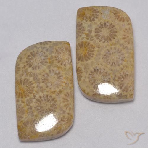 23.77 ctw Multicolor Fossil Coral Stones, Natural Fossil Coral in Fancy Cabochon Shape for Sale