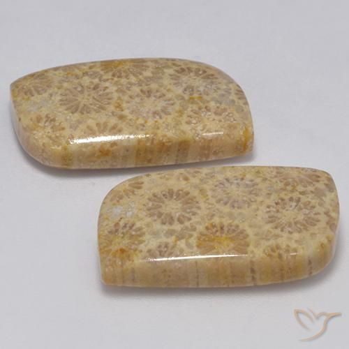Fossil Coral Gemstones in 20.6 x 12 mm Size for Sale, Fossil Coral Stones in Multicolor Color