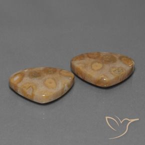 25.57 ctw Multicolor Fossil Coral Stones, Natural Fossil Coral in Trillion Cabochon Shape for Sale