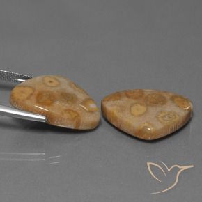 Fossil Coral Gemstones in 20.7 x 15.9 mm Size for Sale, Fossil Coral Stones in Multicolor Color