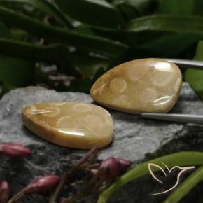 23.04 ctw Multicolor Fossil Coral Stones, Natural Fossil Coral in Shark Fin Cabochon Shape for Sale