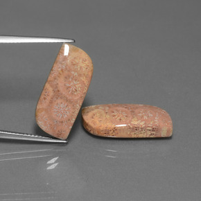 17.40 ct Multicolor Fossil Coral Gemstone, Fossil Coral Gem in Fancy Cabochon Shape for Sale.