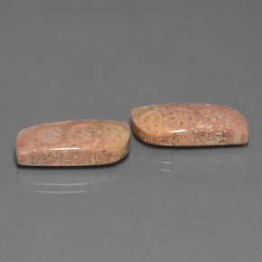 17.40 ct Multicolor Fossil Coral Stone, Natural Fossil Coral in Fancy Cabochon Shape for Sale