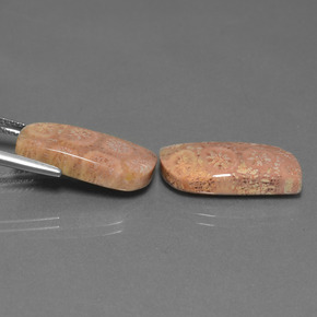 Fossil Coral Gemstone in 20 x 9.2 mm Size for Sale, Fossil Coral Stone in Multicolor Color