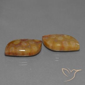 24.93 ctw Multicolor Fossil Coral Stones, Natural Fossil Coral in Fancy Cabochon Shape for Sale