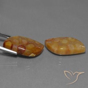 Fossil Coral Gemstones in 18.6 x 12.1 mm Size for Sale, Fossil Coral Stones in Multicolor Color