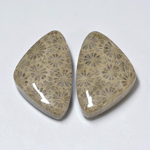 Multicolor Fossil Coral Gem - 13.1ct Trillion Cabochon (ID: 455134)
