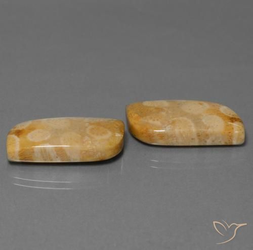 28.64 ctw Multicolor Fossil Coral Stones, Natural Fossil Coral in Fancy Cabochon Shape for Sale