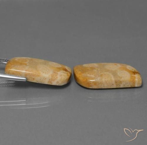 Fossil Coral Gemstones in 23.3 x 11.9 mm Size for Sale, Fossil Coral Stones in Multicolor Color