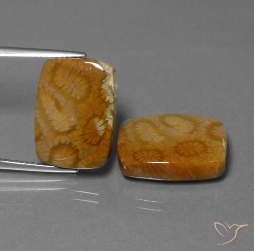 22.85 ct Cushion Fossil Coral, 17.6 x 12.7 mm From Indonesia, Photo A