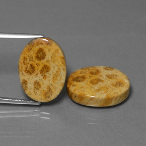 23.79 ct Multicolor Fossil Coral Gemstone, Fossil Coral Gem in Oval Cabochon Shape for Sale.