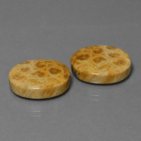 23.79 ct Multicolor Fossil Coral Stone, Natural Fossil Coral in Oval Cabochon Shape for Sale