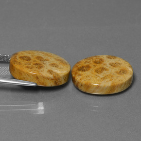 Fossil Coral Gemstone in 18.3 x 13.6 mm Size for Sale, Fossil Coral Stone in Multicolor Color