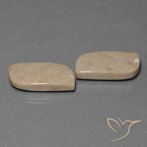 28.39 ctw Multicolor Fossil Coral Stones, Natural Fossil Coral in Fancy Cabochon Shape for Sale