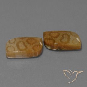 22.52 ctw Multicolor Fossil Coral Stones, Natural Fossil Coral in Fancy Cabochon Shape for Sale