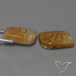 Fossil Coral Gemstones in 18.7 x 11.3 mm Size for Sale, Fossil Coral Stones in Multicolor Color