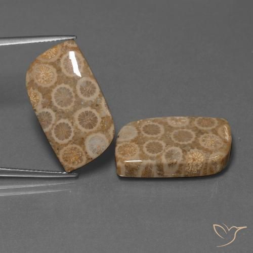 Par de Coral Fósil Elegante a juego de 23x13,3 mm - Peso 34,47 ct en total / promedio. 17,24 ct cada uno, color Multicolor en claridad Opaco, piedra preciosa natural No tratado, dureza de Mohs 6.5 - 7 Adecuado para joyas de uso diario, Photo A