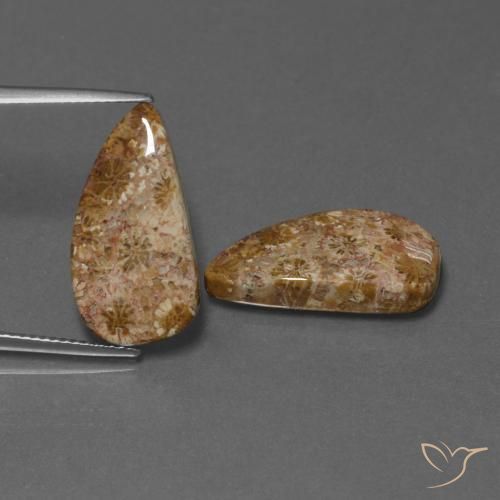 Par de Coral Fósil Elegante a juego de 20,8x10,6 mm - Peso 16,75 ct en total / promedio. 8,38 ct cada uno, piedra preciosa natural No tratado, color Multicolor con claridad Opaco, dureza Mohs 6.5 - 7 Adecuado para joyas de uso diario, Photo A
