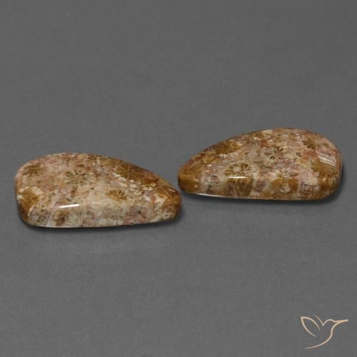 16.75 ctw Multicolor Fossil Coral Stones, Natural Fossil Coral in Fancy Cabochon Shape for Sale