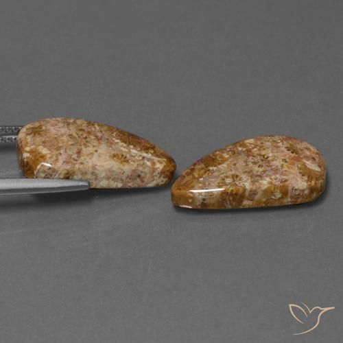 Fossil Coral Gemstones in 20.8 x 10.6 mm Size for Sale, Fossil Coral Stones in Multicolor Color