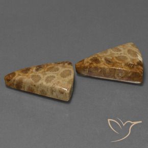 29.28 ctw Multicolor Fossil Coral Stones, Natural Fossil Coral in Trillion Cabochon Shape for Sale