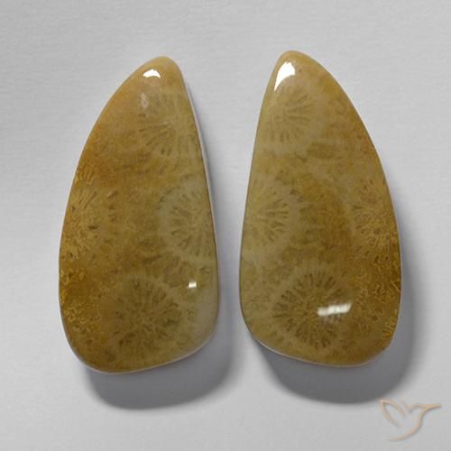 20.19ctw Natural Multicolor Fossil Coral, Fancy, Opaque