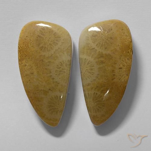 20.19 ctw Multicolor Fossil Coral Stones, Natural Fossil Coral in Fancy Cabochon Shape for Sale