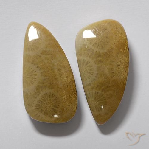 Fossil Coral Gemstones in 20.4 x 10.3 mm Size for Sale, Fossil Coral Stones in Multicolor Color