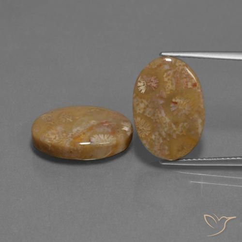 15.40ctw Natural Multicolor Fossil Coral, Oval, Opaque
