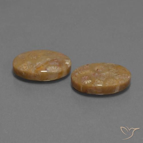 15.40 ctw Multicolor Fossil Coral Stones, Natural Fossil Coral in Oval Cabochon Shape for Sale