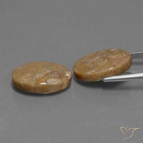 Fossil Coral Gemstones in 17 x 11.7 mm Size for Sale, Fossil Coral Stones in Multicolor Color