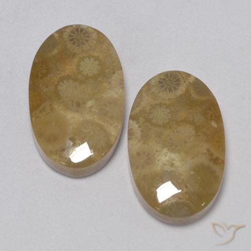 24.67 ct Oval Fossil Coral, 20 x 12.4 mm From Indonesia, Photo A