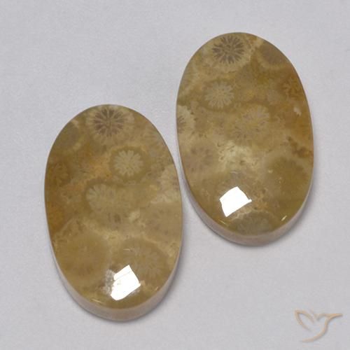 24.67 ctw Multicolor Fossil Coral Stones, Natural Fossil Coral in Oval Cabochon Shape for Sale